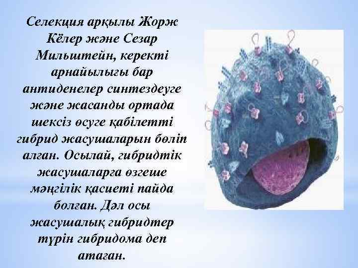 Селекция арқылы Жорж Кёлер және Сезар Мильштейн, керекті арнайылығы бар антиденелер синтездеуге және жасанды