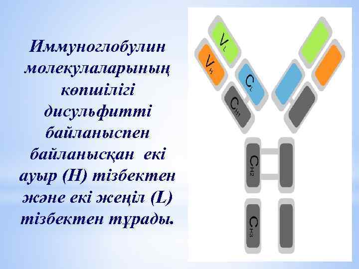 Иммуноглобулин молекулаларының көпшілігі дисульфитті байланыспен байланысқан екі ауыр (H) тізбектен және екі жеңіл (L)