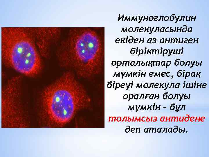 Иммуноглобулин молекуласында екіден аз антиген біріктіруші орталықтар болуы мүмкін емес, бірақ біреуі молекула ішіне