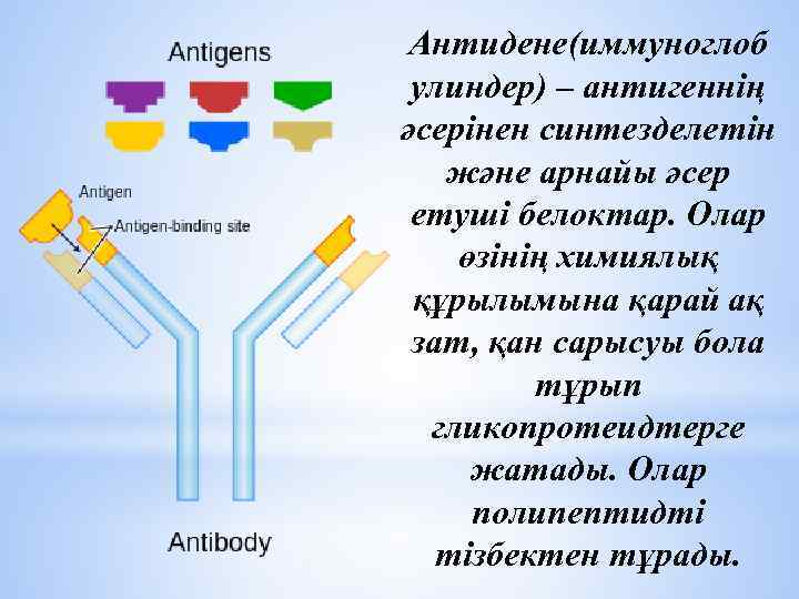 Антидене(иммуноглоб улиндер) – антигеннің әсерінен синтезделетін және арнайы әсер етуші белоктар. Олар өзінің химиялық