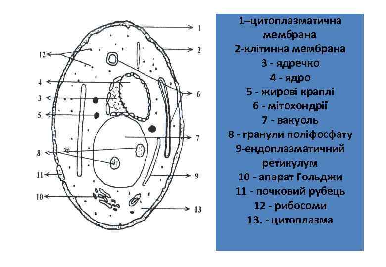 Будова дріжджової клітини 1–цитоплазматична мембрана 2 -клітинна мембрана 3 - ядречко 4 - ядро