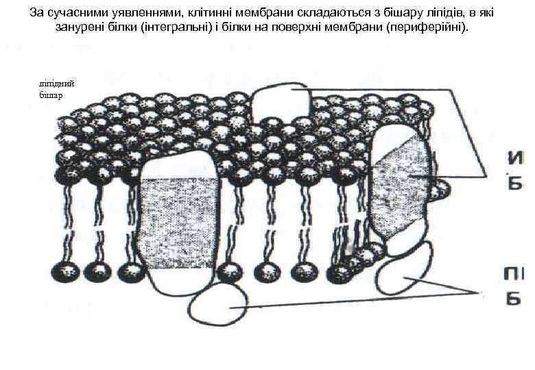 За сучасними уявленнями, клітинні мембрани складаються з бішару ліпідів, в які занурені білки (інтегральні)