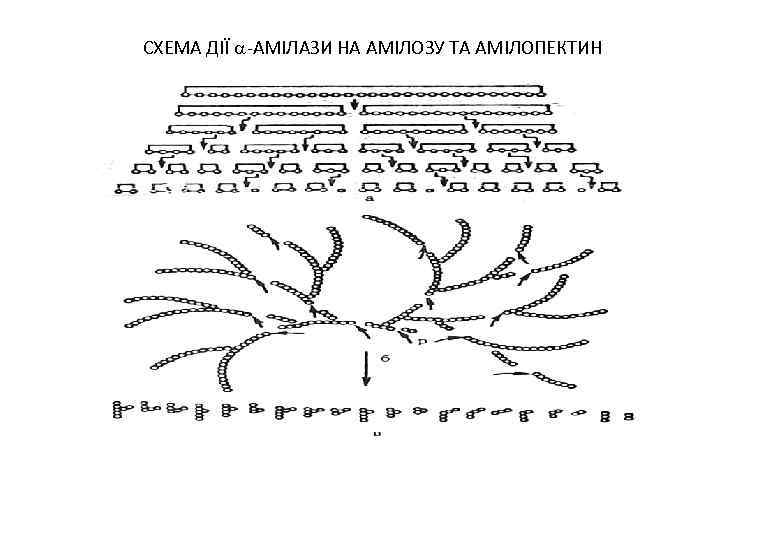 СХЕМА ДІЇ -АМІЛАЗИ НА АМІЛОЗУ ТА АМІЛОПЕКТИН 