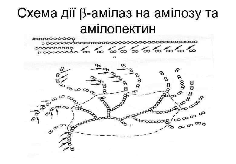 Схема дії -амілаз на амілозу та амілопектин 