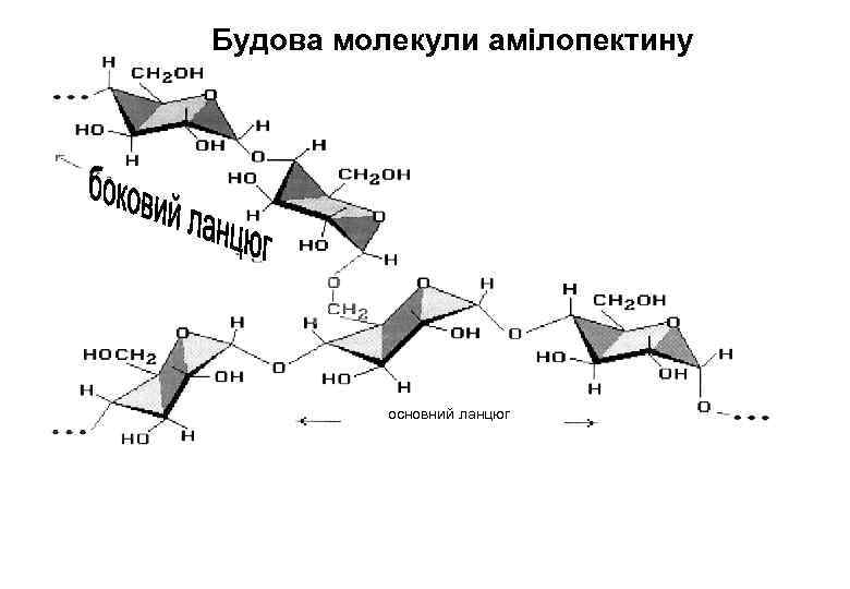 Будова молекули амілопектину основний ланцюг 