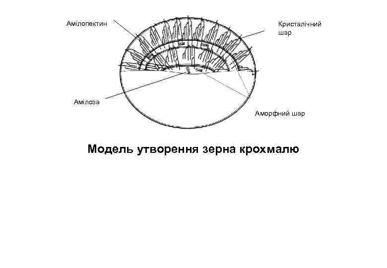 Амілопектин Кристалічний шар Амілоза Аморфний шар Модель утворення зерна крохмалю 