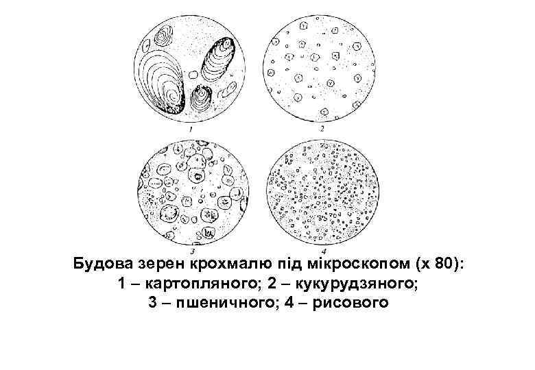 Будова зерен крохмалю під мікроскопом (х 80): 1 – картопляного; 2 – кукурудзяного; 3