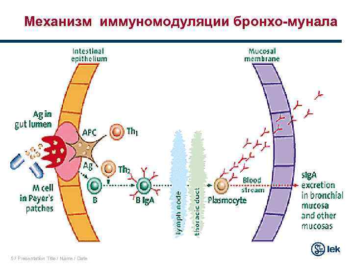 Механизм иммуномодуляции бронхо-мунала 5 / Presentation Title / Name / Date 