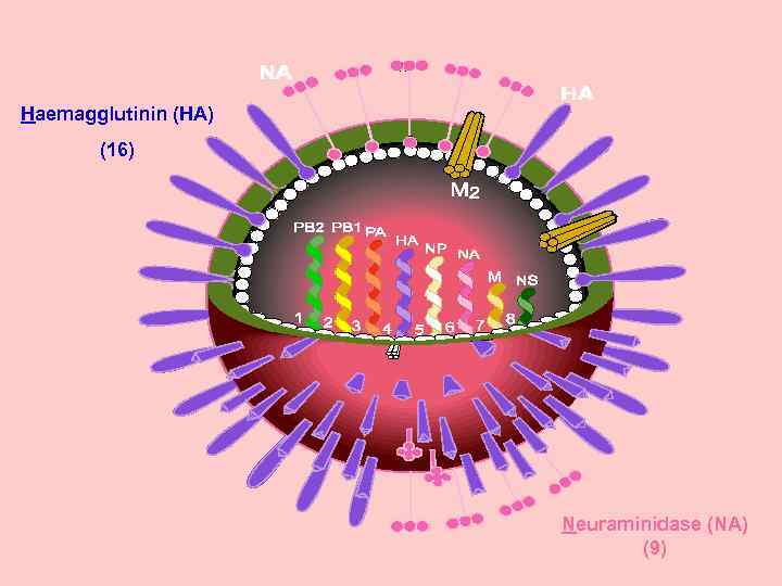 Haemagglutinin (HA) (16) Neuraminidase (NA) (9) 