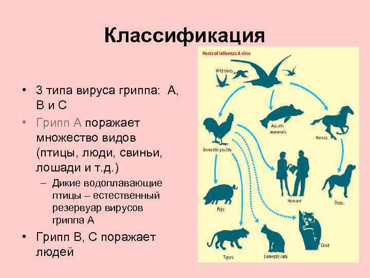 Классификация • 3 типа вируса гриппа: A, B и C • Грипп A поражает