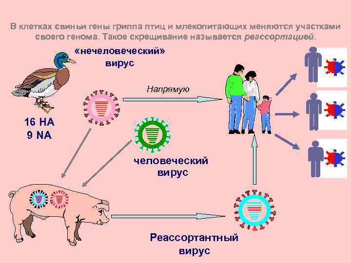 Эпидемиология вируса