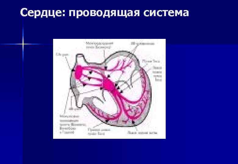 Сердце: проводящая система 