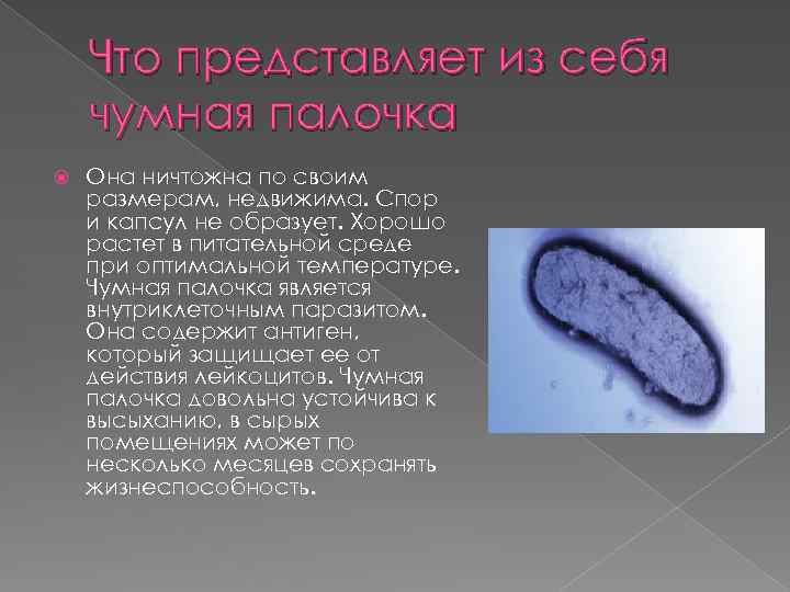 Что представляет из себя чумная палочка Она ничтожна по своим размерам, недвижима. Спор и