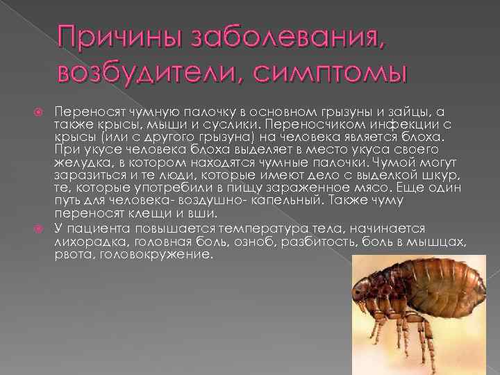 Причины заболевания, возбудители, симптомы Переносят чумную палочку в основном грызуны и зайцы, а также