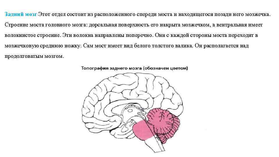 Задний отдел головного мозга состоит. Задний мозг. Задний мозг состоит. Собственно задний мозг. Где расположен задний мозг.