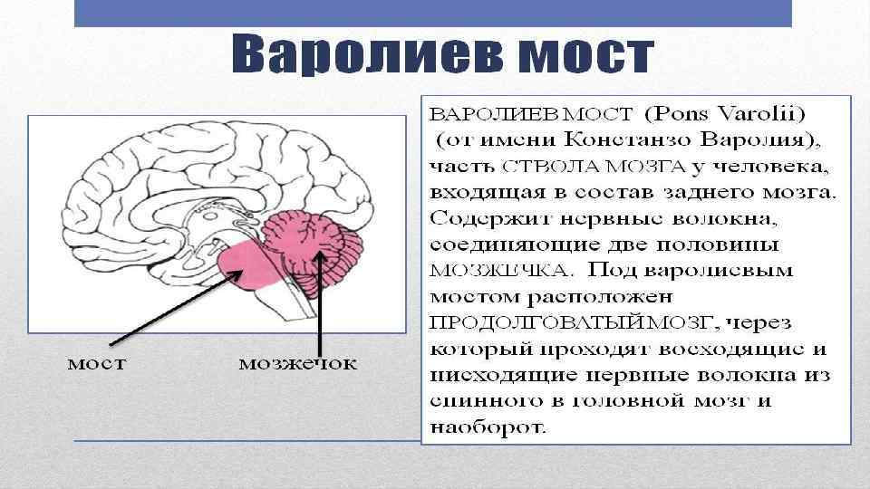 Особенности моста мозга