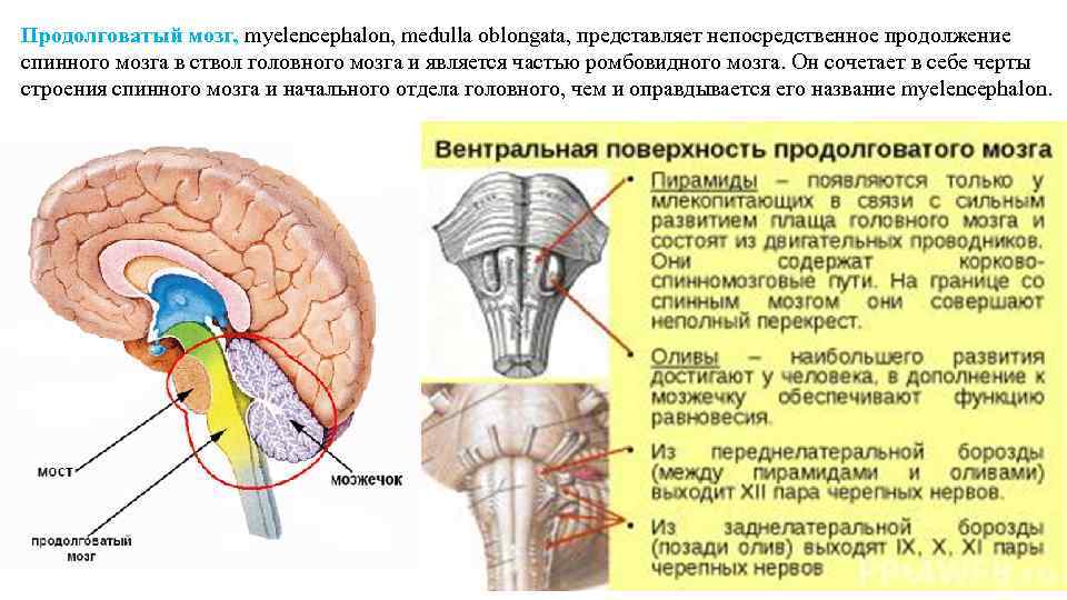 Какое строение имеет продолговатый мозг. Головной мозг ствол мозга продолговатый мозг строение. Дорсальный Перекрест продолговатого мозга. Оливы продолговатого мозга расположены. Медула головного мозга.