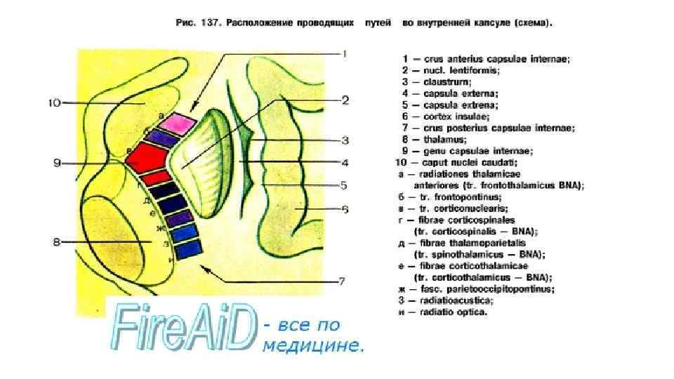 Внутренняя капсула. Внутренняя капсула анатомия и симптомы поражения. Строение внутренней капсулы головного мозга схема. Внутренняя капсула неврология строение. Внутренняя капсула конечного мозга схема.