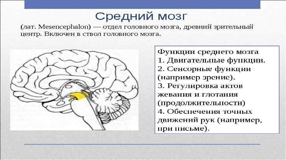 Контрольная по головному мозгу 8 класс. Мозг для презентации. Задний мозг функции. Производные заднего мозга. Книга мозг.