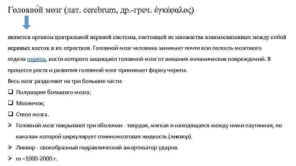 Головно й мозг (лат. cerebrum, др. -греч. ἐγκέφαλος) является органом центральной нервной системы, состоящей