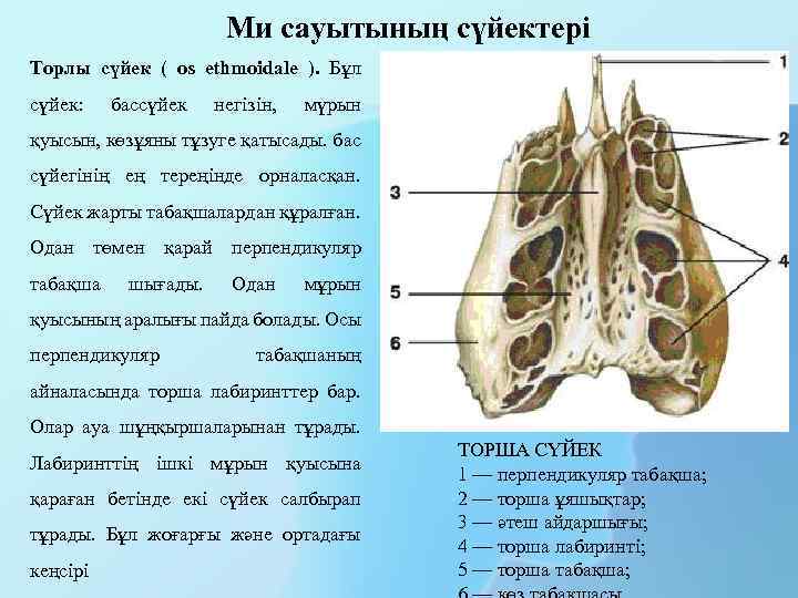 Ми сауытының сүйектері Торлы сүйек ( os ethmoidale ). Бұл сүйек: бассүйек негізін, мүрын