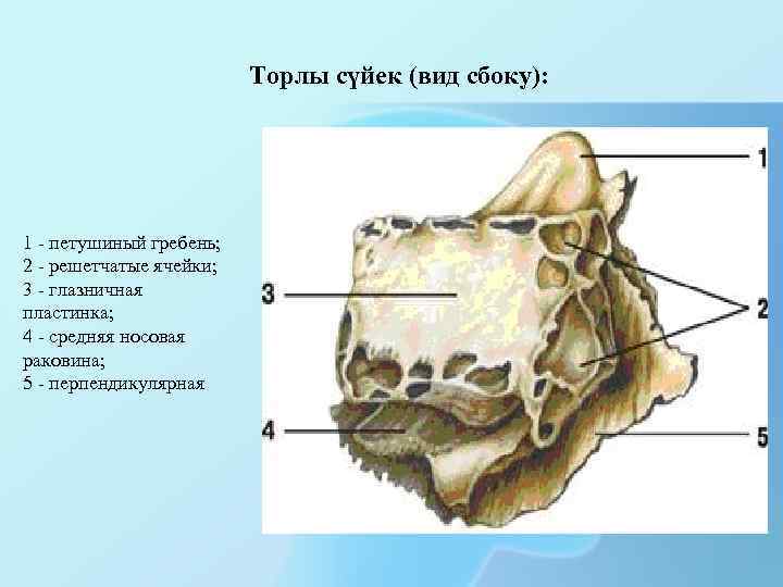 Торлы сүйек (вид сбоку): 1 - петушиный гребень; 2 - решетчатые ячейки; 3 -