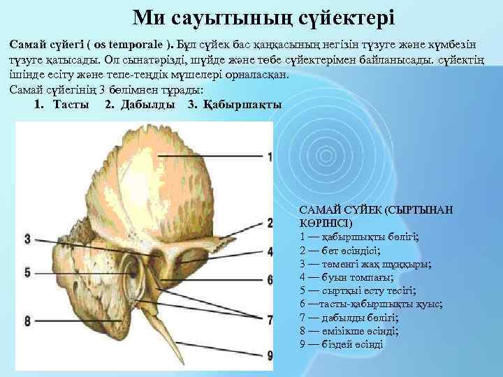 Ми сауытының сүйектері Самай сүйегі ( os temporale ). Бұл сүйек бас қаңқасының негізін