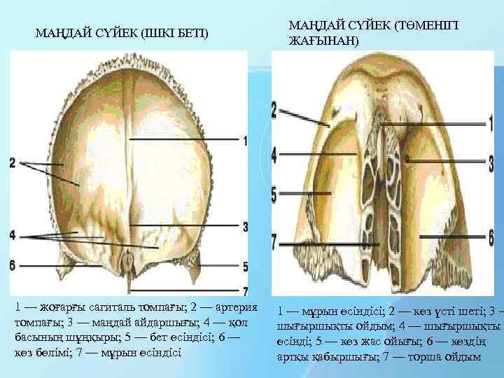 МАҢДАЙ СҮЙЕК (ІШКІ БЕТІ) 1 — жоғарғы сагиталь томпағы; 2 — артерия томпағы; 3