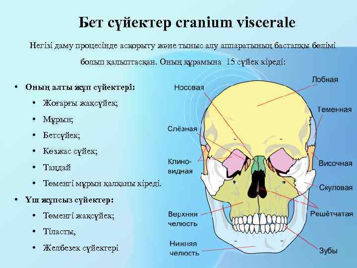 Бет сүйектер cranium viscerale Негізі даму процесінде асқорыту және тыныс алу аппаратының бастапқы бөлімі