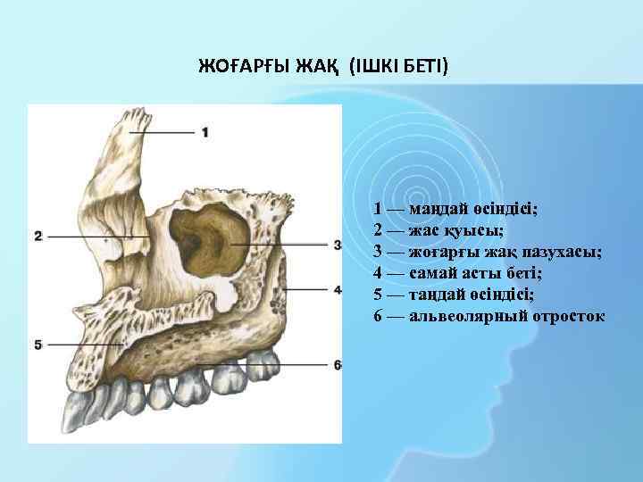 ЖОҒАРҒЫ ЖАҚ (ІШКІ БЕТІ) 1 — маңдай өсіндісі; 2 — жас қуысы; 3 —
