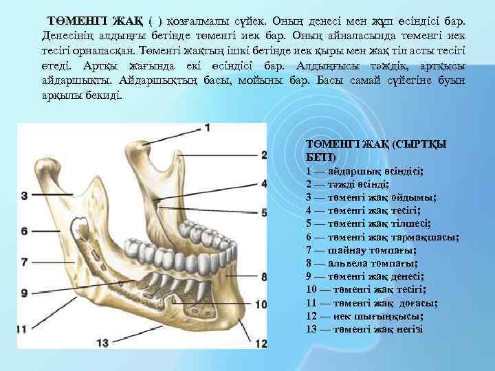 ТӨМЕНГІ ЖАҚ ( ) қозғалмалы сүйек. Оның денесі мен жұп өсіндісі бар. Денесінің алдыңғы