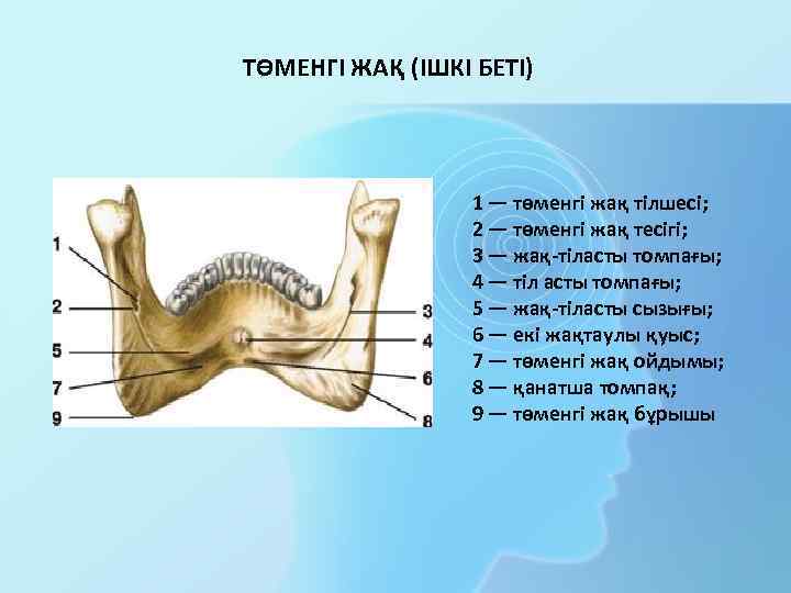 ТӨМЕНГІ ЖАҚ (ІШКІ БЕТІ) 1 — төменгі жақ тілшесі; 2 — төменгі жақ тесігі;