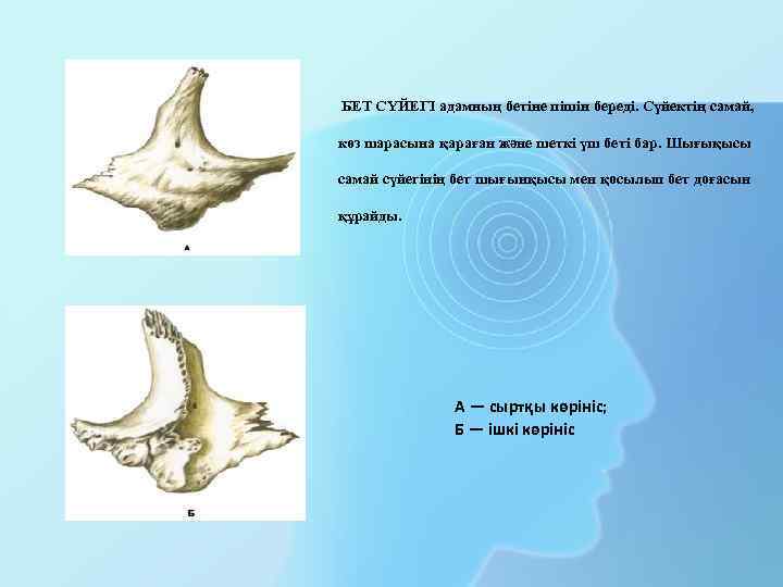 БЕТ СҮЙЕГІ адамның бетіне пішін береді. Сүйектің самай, көз шарасына қараған және шеткі үш