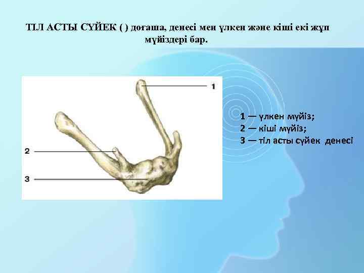 ТІЛ АСТЫ СҮЙЕК ( ) доғаша, денесі мен үлкен және кіші екі жұп мүйіздері