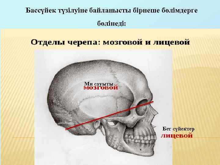 Бассүйек түзілуіне байланысты бірнеше бөлімдерге бөлінеді: Ми сауыты Бет сүйектер 