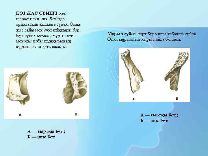КӨЗ ЖАС СҮЙЕГІ көз шарасының ішкі бетінде орналасқан кішкене сүйек. Онда жас сайы мен