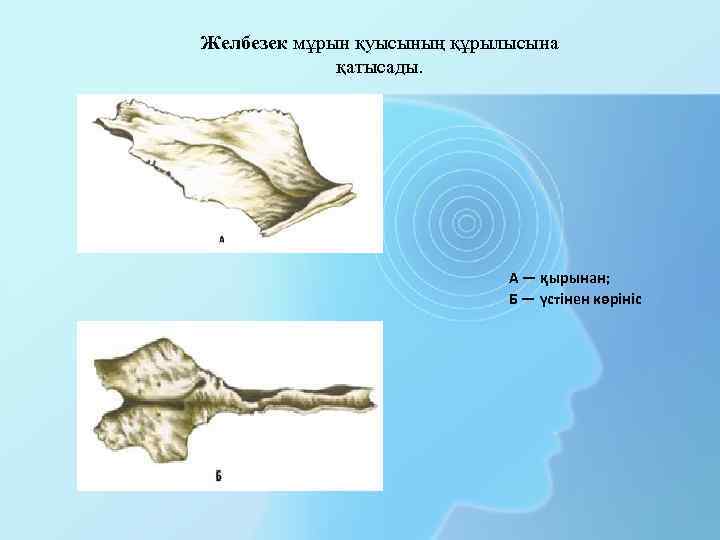Желбезек мұрын қуысының құрылысына қатысады. А — қырынан; Б — үстінен көрініс 
