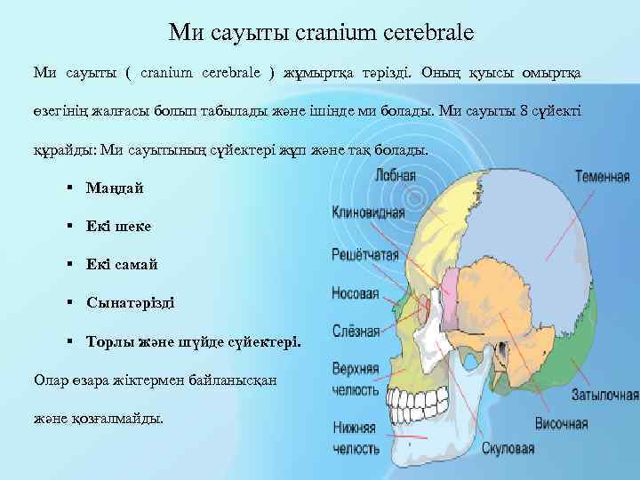 Ми сауыты cranium cerebrale Ми сауыты ( cranium cerebrale ) жұмыртқа тәрізді. Оның қуысы
