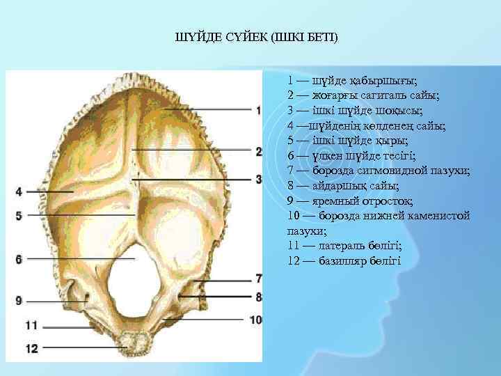 ШҮЙДЕ СҮЙЕК (ІШКІ БЕТІ) 1 — шүйде қабыршығы; 2 — жоғарғы сагиталь сайы; 3