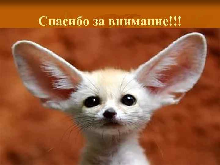 Спасибо за внимание!!! 