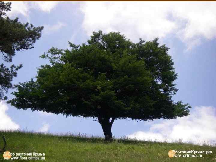 Клен Стевена 