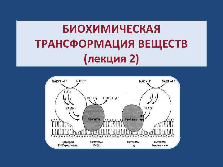БИОХИМИЧЕСКАЯ ТРАНСФОРМАЦИЯ ВЕЩЕСТВ (лекция 2) 