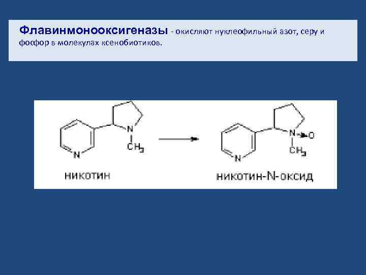 Флавинмонооксигеназы - окисляют нуклеофильный азот, серу и фосфор в молекулах ксенобиотиков. 