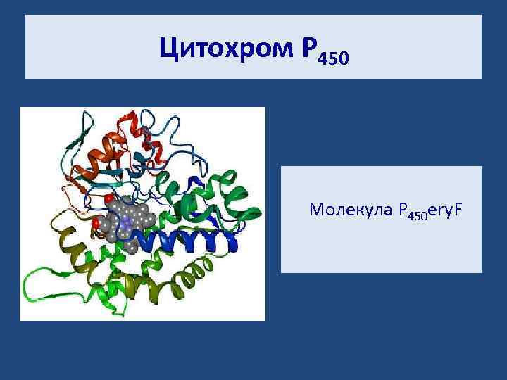Цитохром P 450 Молекула P 450 ery. F 