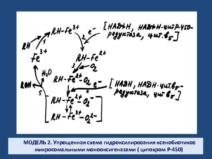 МОДЕЛЬ 2. Упрощенная схема гидроксилирования ксенобиотиков микросомальными монооксигеназами ( цитохром Р-450) 