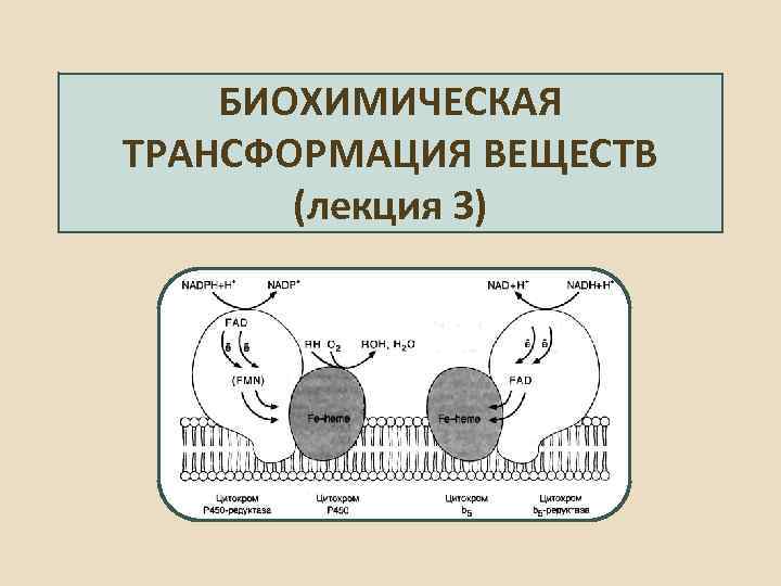 Трансмиссия это в биологии