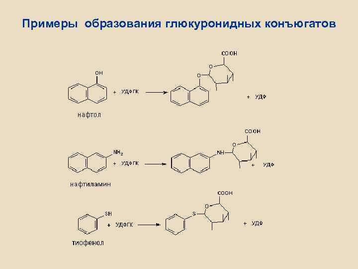Примеры образования глюкуронидных конъюгатов 