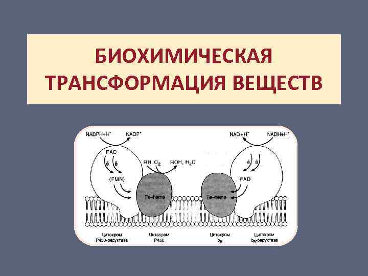 БИОХИМИЧЕСКАЯ ТРАНСФОРМАЦИЯ ВЕЩЕСТВ 