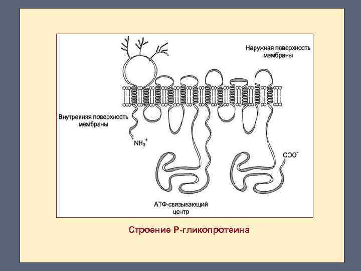Строение Р-гликопротеина 
