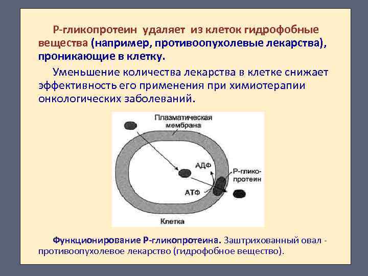 Р-гликопротеин удаляет из клеток гидрофобные вещества (например, противоопухолевые лекарства), проникающие в клетку. Уменьшение количества